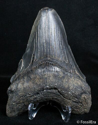 Bargain Georgia Megalodon Tooth #2721